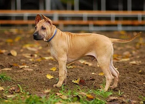 Thajský ridgeback - poslední 2 štěňátka s PP