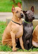 Thajský ridgeback - poslední 2 štěňátka s PP