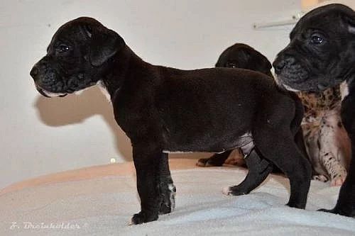 Německá doga černá, harlekýn, šedý tygr