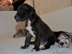 Německá doga černá, harlekýn, šedý tygr