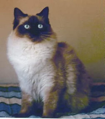 Ragdoll