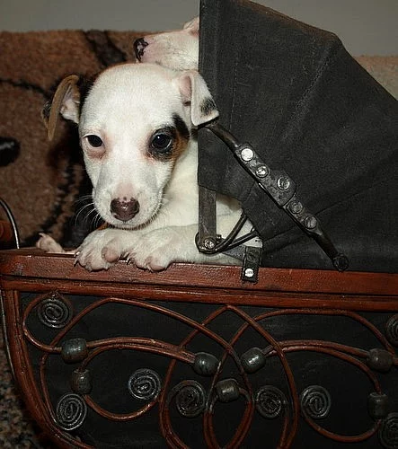 štěnátka jack russell terier