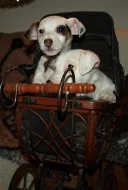 štěnátka jack russell terier