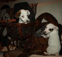 štěnátka jack russell terier