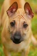 Thajský ridgeback