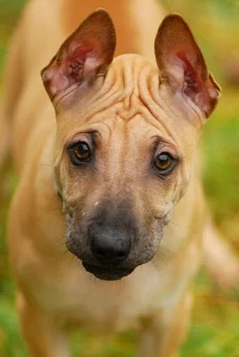 Thajský ridgeback