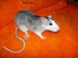 Potkan mláďata