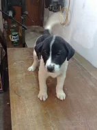 Samojed+křížený ridgeback