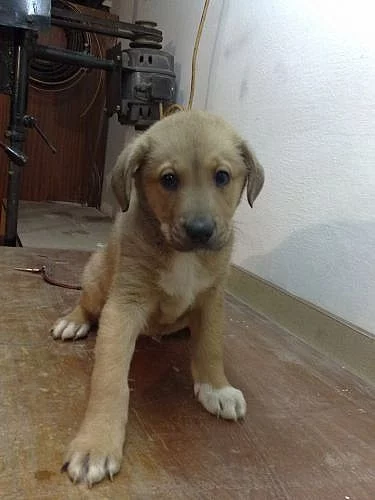Samojed+křížený ridgeback