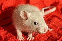 Potkaní mláďata s rodokmenem - ideální mazlíčci