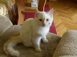 Ragdoll - 5 měsíční kocourek s kompletní výbavou