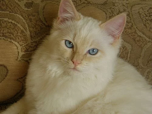 Ragdoll - 5 měsíční kocourek s kompletní výbavou