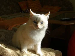 Ragdoll - 5 měsíční kocourek s kompletní výbavou