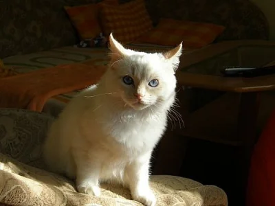 Ragdoll - 5 měsíční kocourek s kompletní výbavou