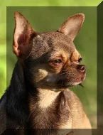 čivava krátkosrstá s PP