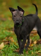 Thajký ridgeback-štěnátko s PP