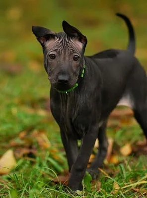 Thajký ridgeback-štěnátko s PP