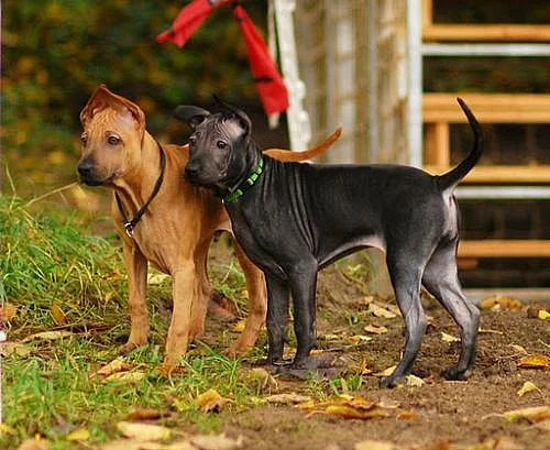 Thajký ridgeback-štěnátko s PP