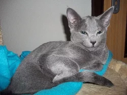 Koťata ruské modré kočky
