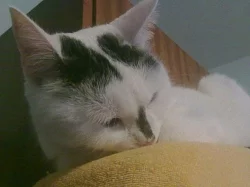 Daruji 3 roční domácí kočku
