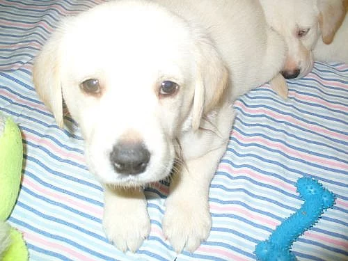Labrador