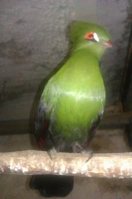 Tauraco persa buffoni