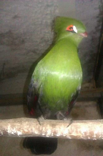 Tauraco persa buffoni