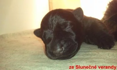 Knírač malý černý s rodokmenem