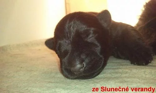 Knírač malý černý s rodokmenem