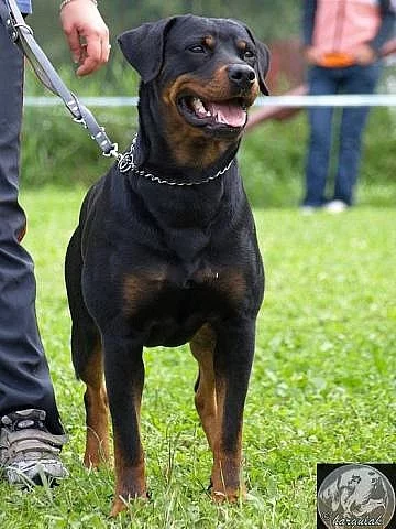Rottweiler - štěňata s PP