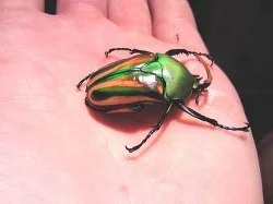 Zlatohlávek rohatý (Eudicella gralli allaeri)
