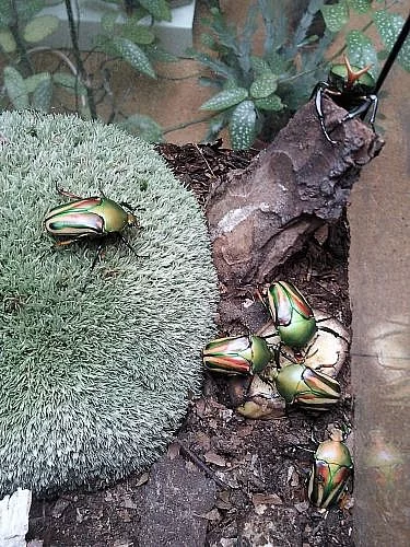 Zlatohlávek rohatý (Eudicella gralli allaeri)