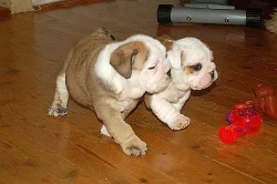 ANGLICKÝ BULDOG - bulldog - buldok
