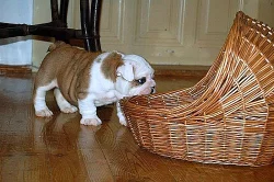 ANGLICKÝ BULDOG - bulldog - buldok