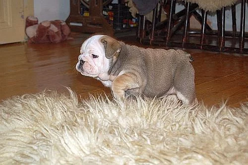 ANGLICKÝ BULDOG - bulldog - buldok