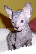 Koťátka Don sphynx