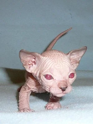Koťátka Don sphynx
