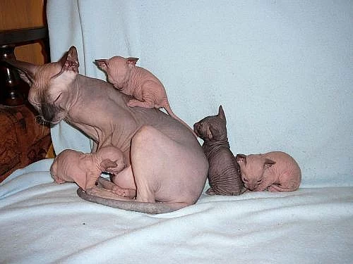 Koťátka Don sphynx