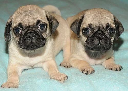MOPS