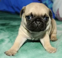 MOPS