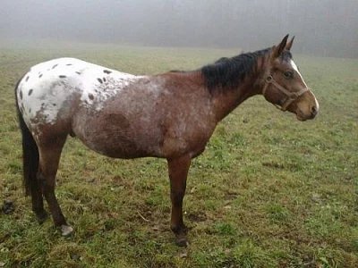 Prodám appaloosa