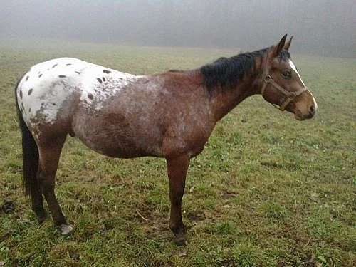 Prodám appaloosa