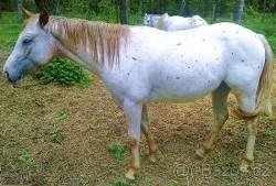 Prodám appaloosa