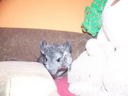 ČINČILKY