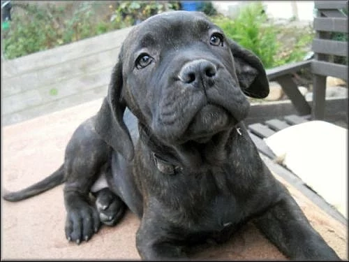 Bandog a PP