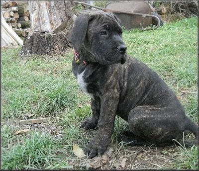 Bandog a PP