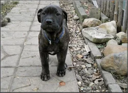 Bandog a PP