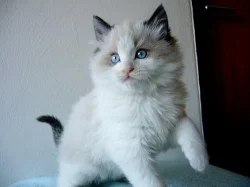Koťatka Ragdoll bez PP