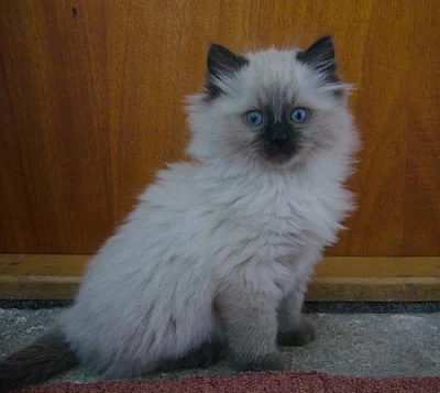 Koťatka Ragdoll bez PP