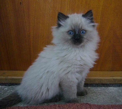 Koťatka Ragdoll bez PP